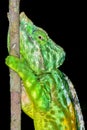 ParsonÃ¢â¬â¢s chameleon, andasibe Royalty Free Stock Photo